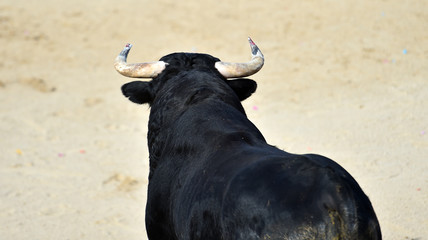 spanish furious bull with big horns