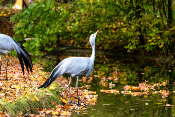 The Blue Crane, Grus paradisea, is an endangered bird