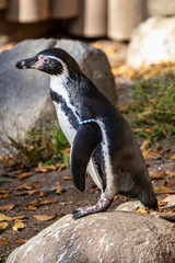 Humboldt Penguin, Spheniscus humboldti in the zoo