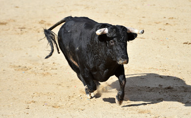 furious bull wit big horns in spain