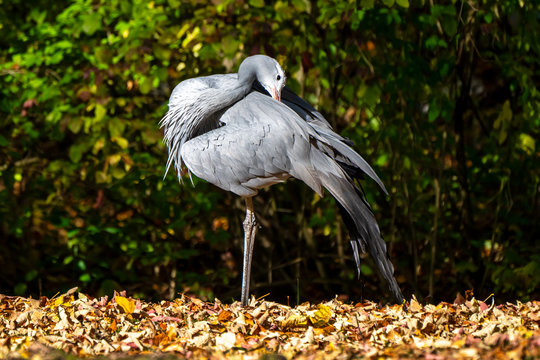 The Blue Crane, Grus paradisea, is an endangered bird