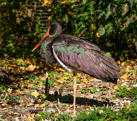 Black stork, Ciconia nigra in a german nature park