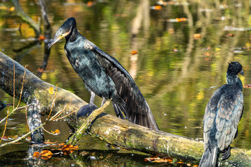 The great cormorant, Phalacrocorax carbo sitting on a branch
