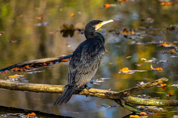The great cormorant, Phalacrocorax carbo sitting on a branch