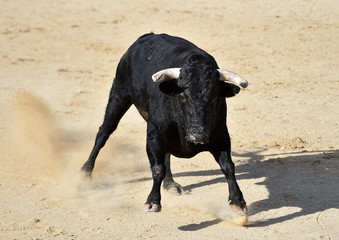 un toro tipico español