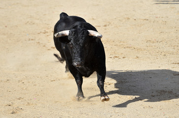 un toro tipico español