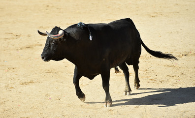 un toro español con  grandes cuernos