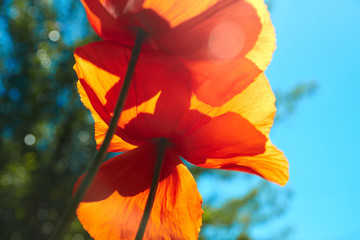 Red poppy flower filled with sunlight. Spring time.