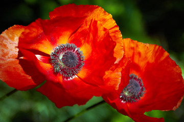 Red poppy flower filled with sunlight. Spring time.