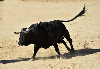 toro español con grandes cuernos en una plaza de toros