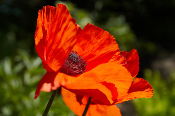 Fototapeta premium Red poppy flower filled with sunlight. Spring time.