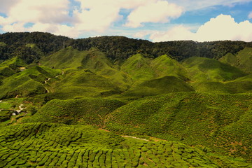 Obraz premium Plantagen, Cameron Highlands