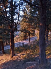 autumn in the park,forest,landscape,nature