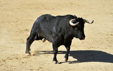 toro español con grandes cuernos en una plaza de toros