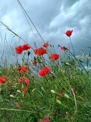 poppy field of poppies