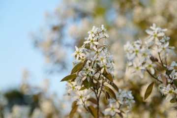 Spring white flowers, background image with place for text.