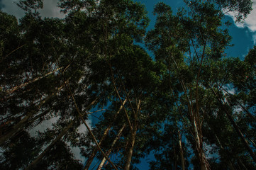 photo of an eucalyptus plantation