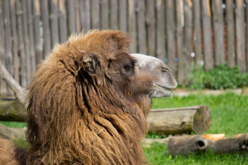 Camel