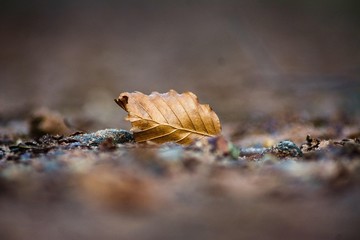 autumn leaves on a background scotland