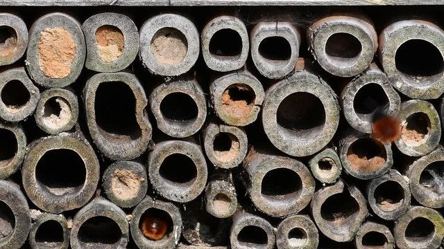 Mason bees / builder bee Osmia cornuta nesting in hollow stems at insect hotel for solitary bees
