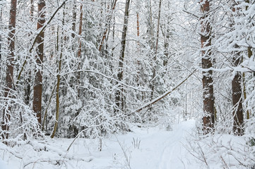 Winter pine forest under snow, beutiful snowy landscape
