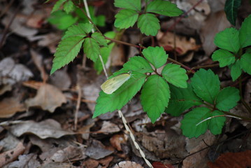 モンシロチョウ