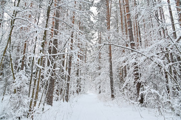 Winter pine forest under snow, beutiful snowy landscape