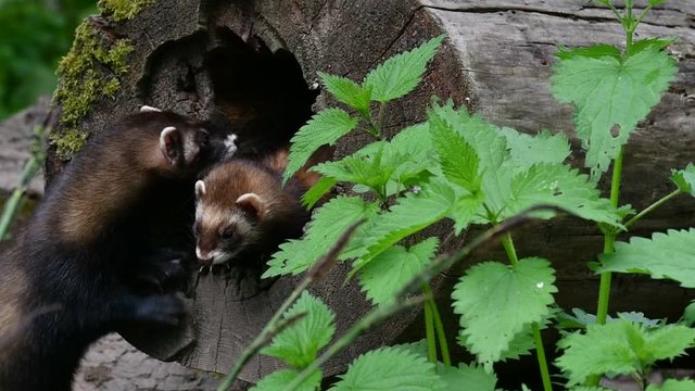European polecat (Mustela putorius) male entering nest in hollow tree trunk with female in forest