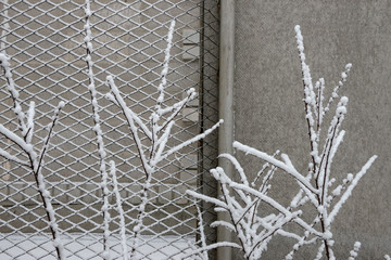 Shrub twigs and fence are slightly dusted with snow.