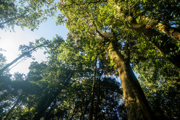 Fototapeta premium Top Trees in the forest ant shot