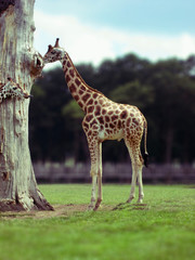 2 Giraffes one with tongue out