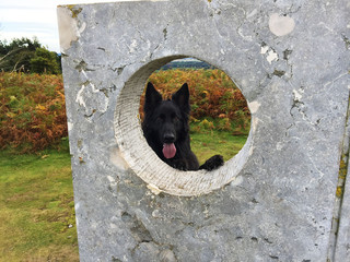 Black German Shepherd looking through rock hole