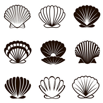 monochrome collection of various seashells isolated on white background