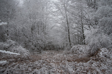 Fototapeta premium fairytale image in a frozen forest