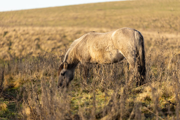 Obraz na płótnie Canvas brown horse eating grass