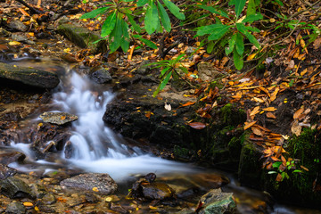 Fototapeta na wymiar Water Spilling Down the Autumn Forest Floor