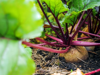 Red organic beetroot growing in a small greenhouse. Close up.