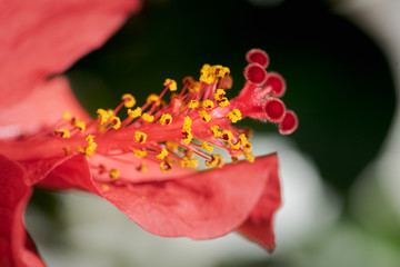 wild red flower, Hibiscus or rose mallow, in a winter sunny day