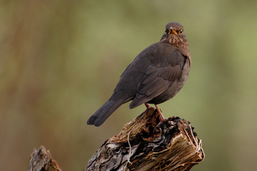 Amsel Turdus merula