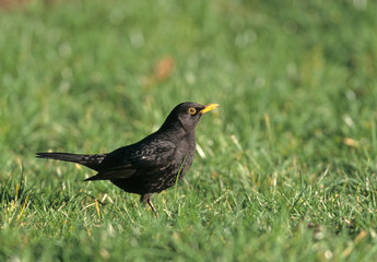 Amsel Turdus merula