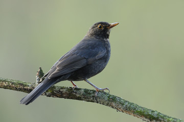 Amsel Turdus merula