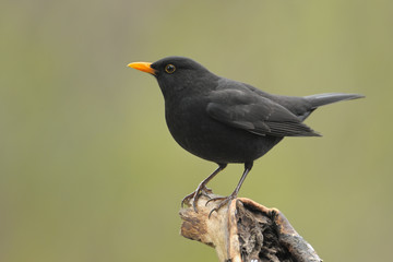 Amsel Turdus merula