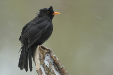 Amsel Turdus merula
