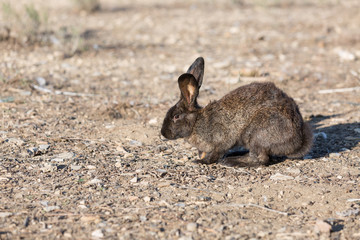 A small rabbit walks on a Sunny day.