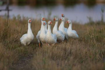 A herd of geese grazing on the grass. Agriculture.