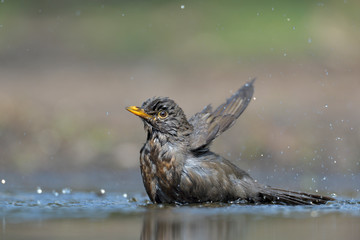 Amsel Turdus merula