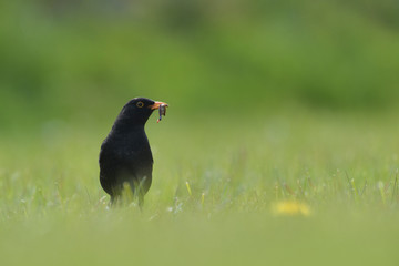 Amsel Turdus merula