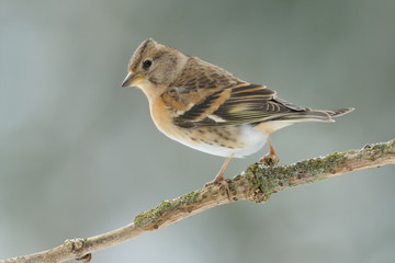 Bergfink Fringilla montifringilla