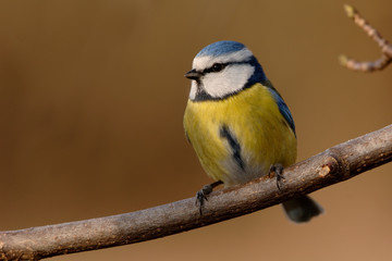 Blaumeise Parus caeruleus