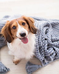 Adorable smiling weiner dog looks at the camera and cuddles in a blanket in natural light